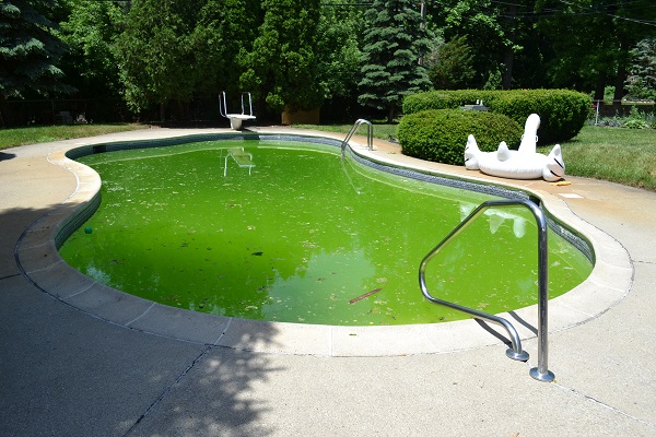 algae-swimming-pool